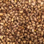 پسته فندوقی شور - Image 2